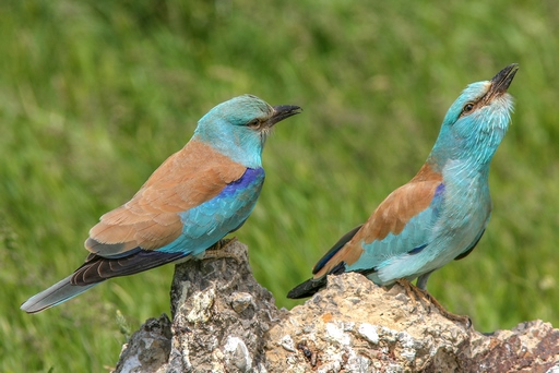 Coracias garrulus semenowi – Сизоворонка